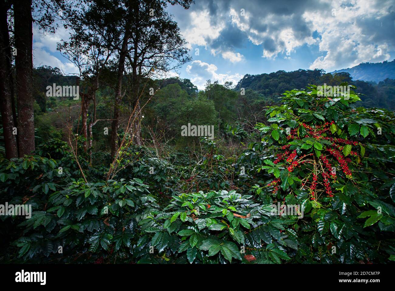 Landschaft von Kaffeeplantage in einem tropischen Wald, frische und reife Kaffebeeren in der Saison. Ökologische Landwirtschaft. Stockfoto