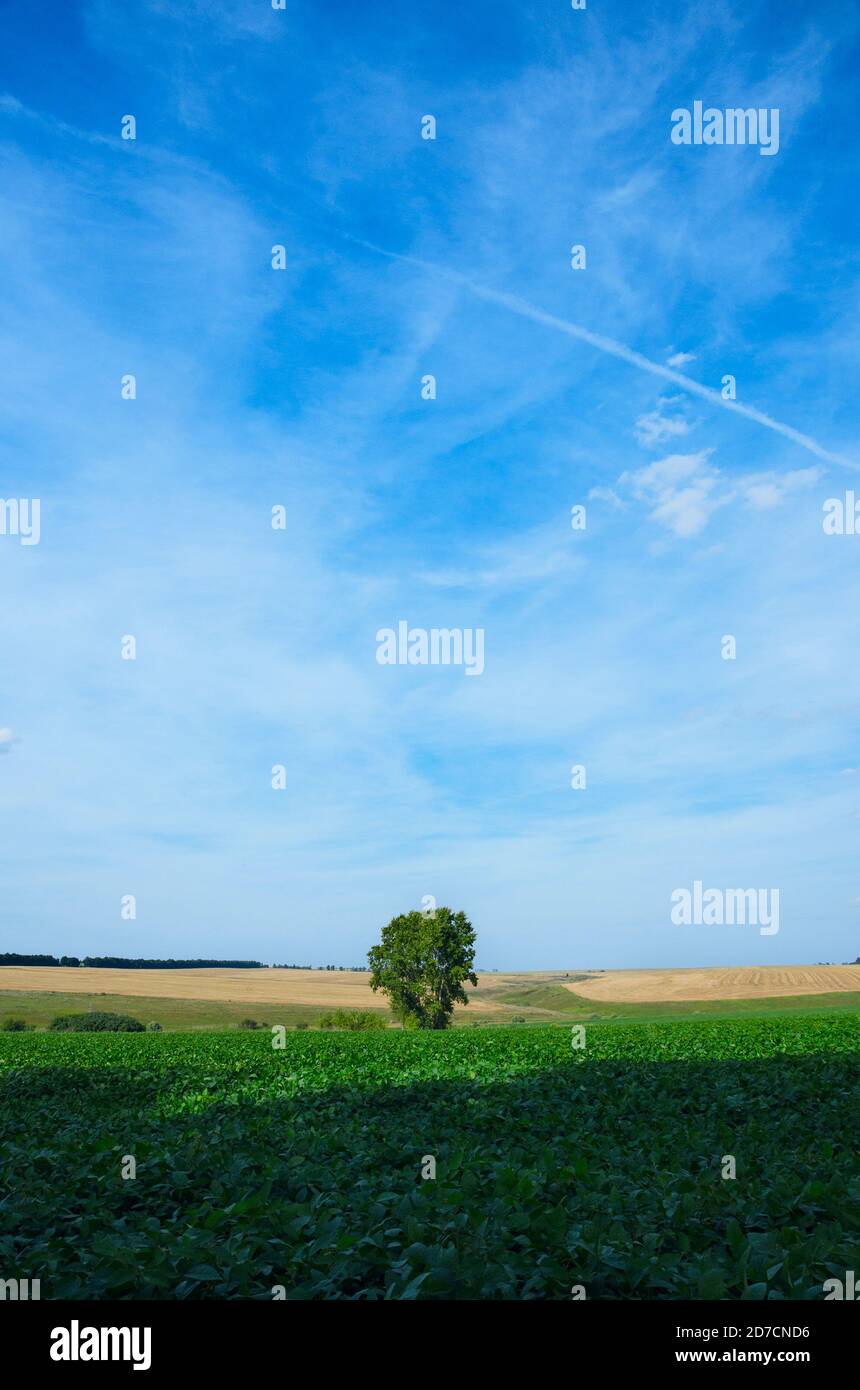 Sonnige Sommerlandschaft mit einsam wachsenden Pappelbäumen zwischen dem grünen Soja-Feld und goldenen Weizenfeldern. Stockfoto