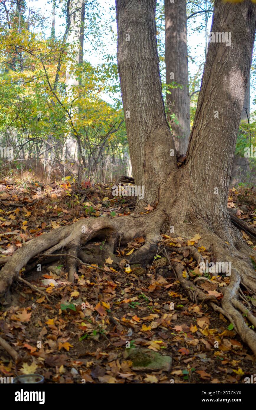 Baum mit geteiltem Stamm und langen knorrigen Wurzeln im Herbst Wald Stockfoto