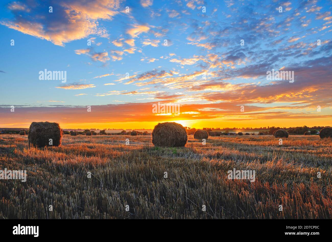 Heuballen auf dem Feld nach der Ernte von den letzten Strahlen der untergehenden Sonne beleuchtet. Stockfoto