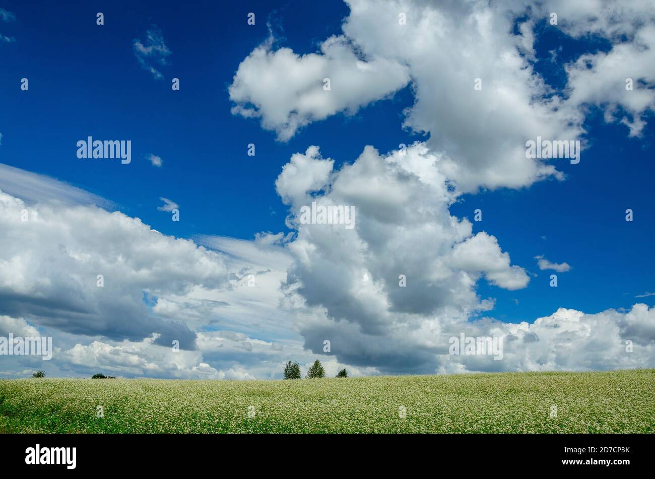 Weiße blühende Blumen des Buchweizens, die in landwirtschaftlichem Feld auf einem Hintergrund des blauen Himmels mit schönen Wolken wachsen. Stockfoto