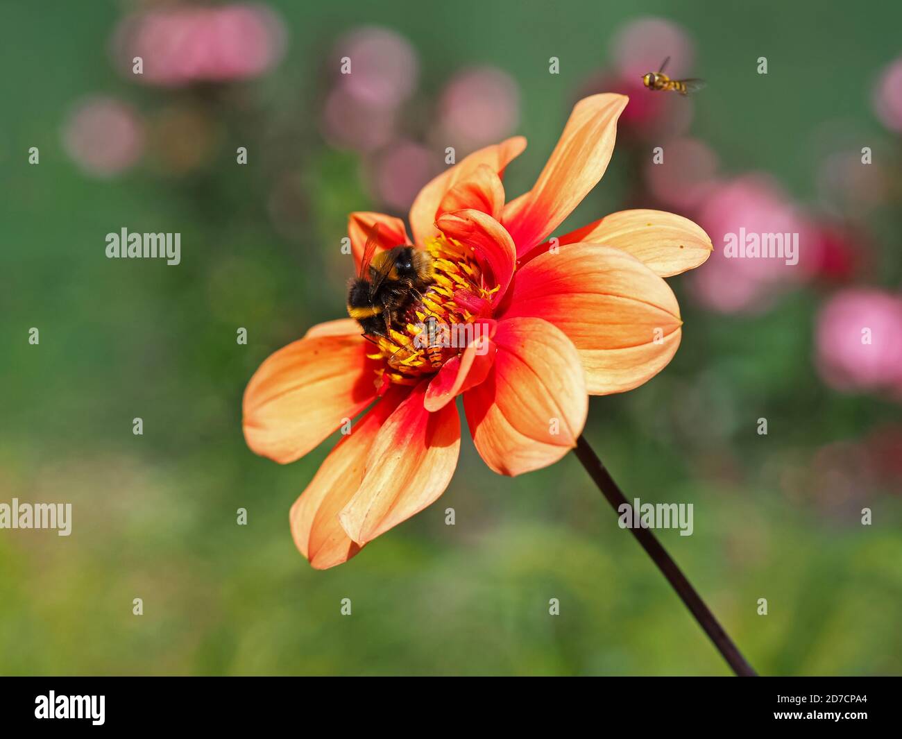 Nahaufnahme einer schönen orangefarbenen Dahlia Blume in einem Garten Mit einer Hummel und Schwebfliegen Stockfoto