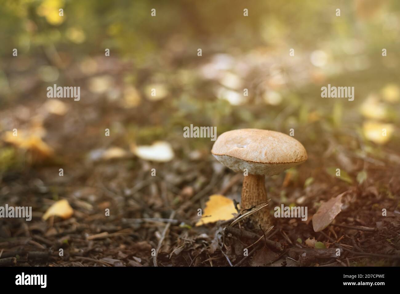 Schöne Pilzboletus im Herbstwald Stockfoto