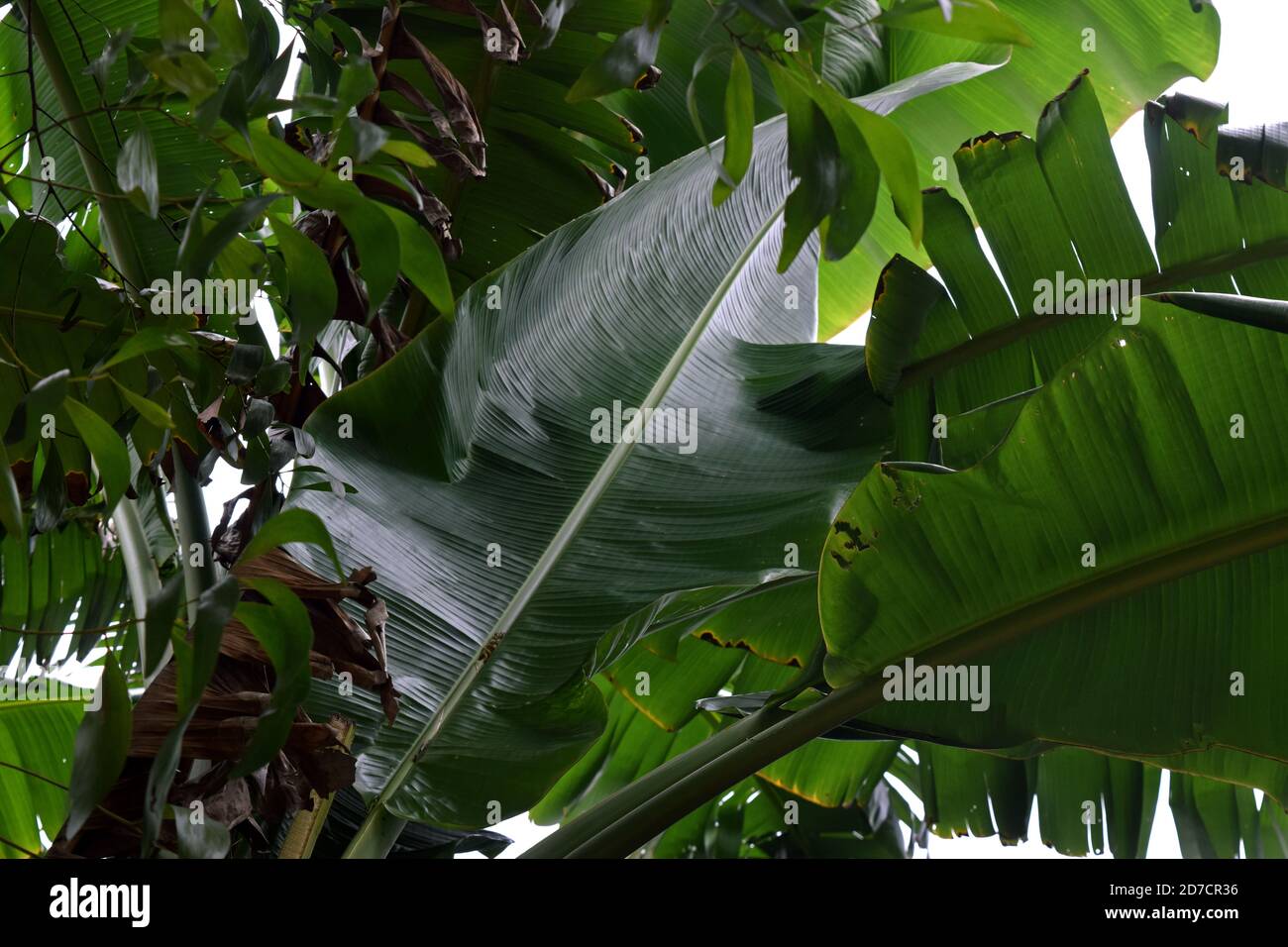 Tropische Bananenblatt Textur, große Palme Laub Natur dunkelgrün Hintergrund Plan abstraktes Muster schwarz Stockfoto