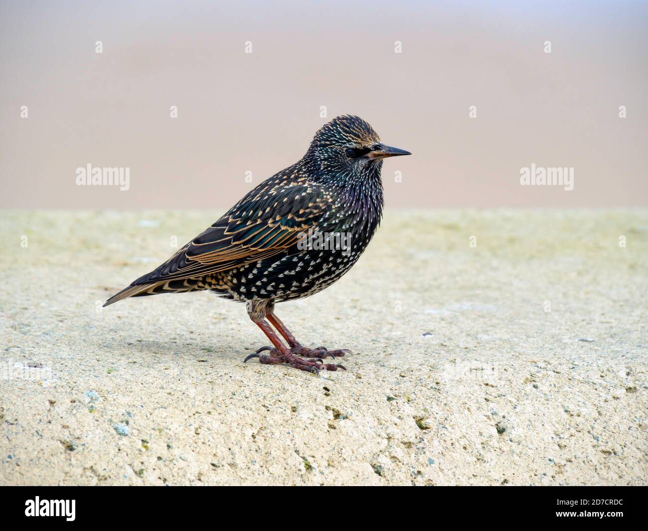 Ein Starling Sturnus vulgaris steht auf einer Meeresmauer in North Yorkshire, ein Wintergast ist gerade aus Skandinavien angereist Stockfoto