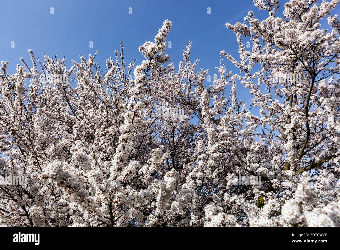 Frühling Blüte blauer Himmel Prunus hessei Stockfoto