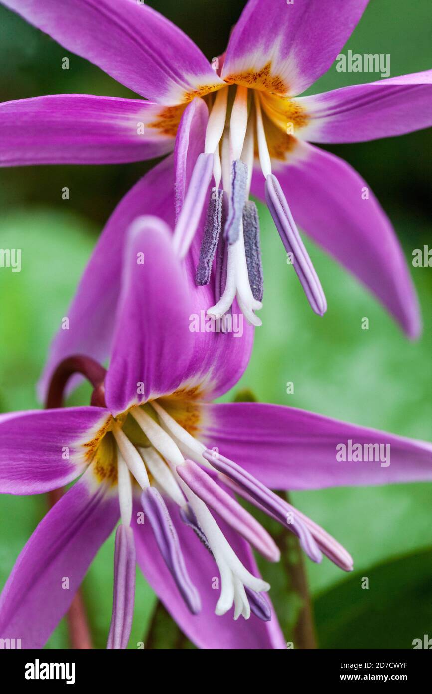 Hahnentritte violette Blume Erythronium Stockfoto