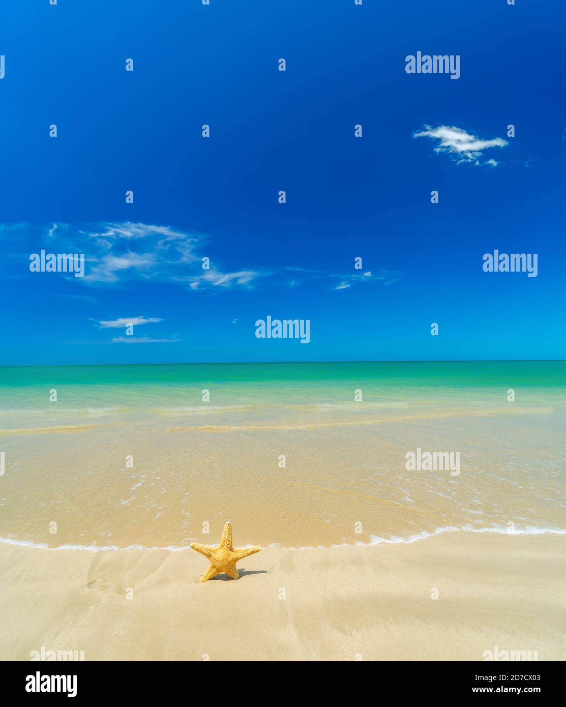 Seestern am tropischen Strand an einem sonnigen Tag Stockfoto