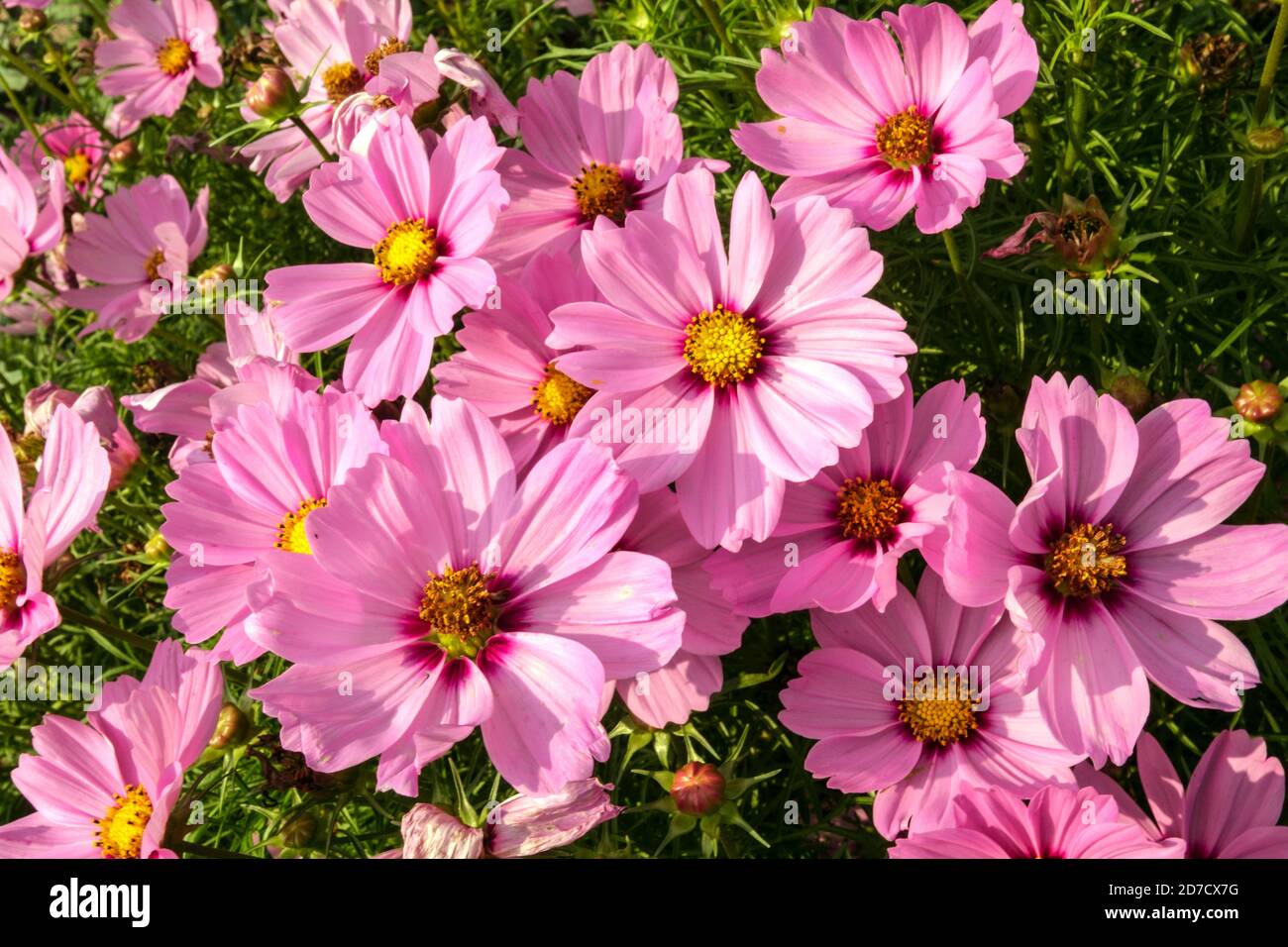 Mexikanische Aster Blume Cosmos bipinnatus Sonata Rosa Blumen Cosmos Blumen Garten Stockfoto