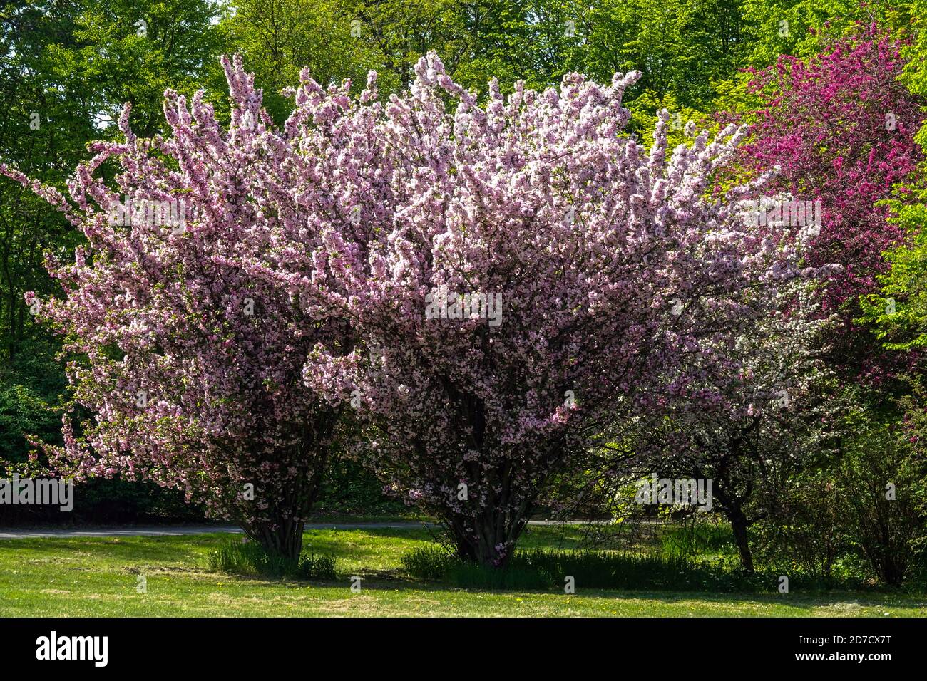 Frühlingsbäume in Blüte an sonnigen Tagen, blühende Baum im Park Stockfoto