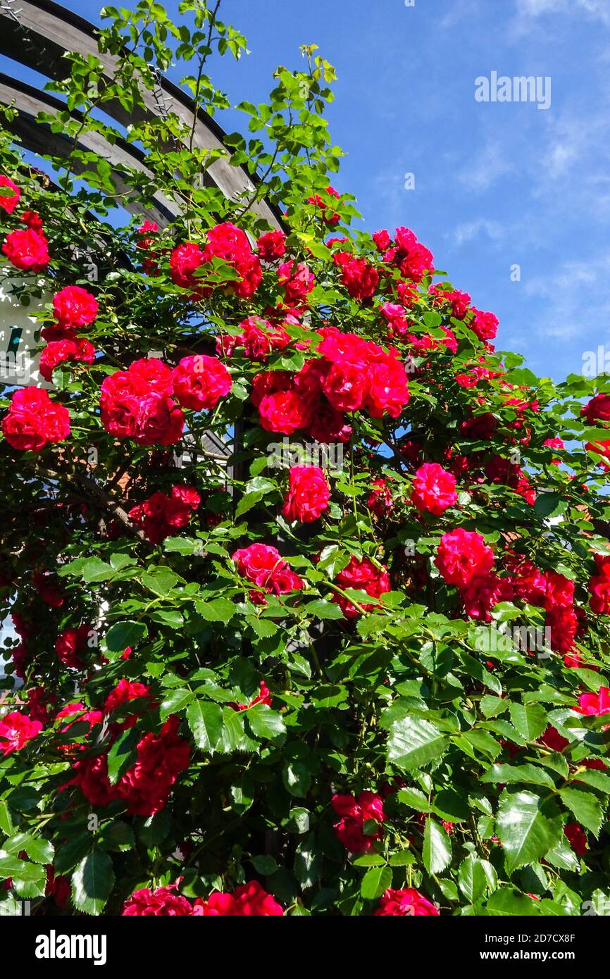 Rote Rambler Rose Garten Bogen Stockfoto