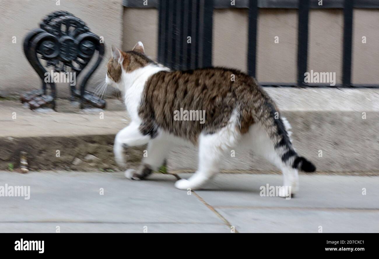 Sep 08, 2020 - London, England, UK - Ankunft für Kabinettssitzung, die im Auswärtigen Amt stattfindet Foto-Shows: Larry the CAT Stockfoto