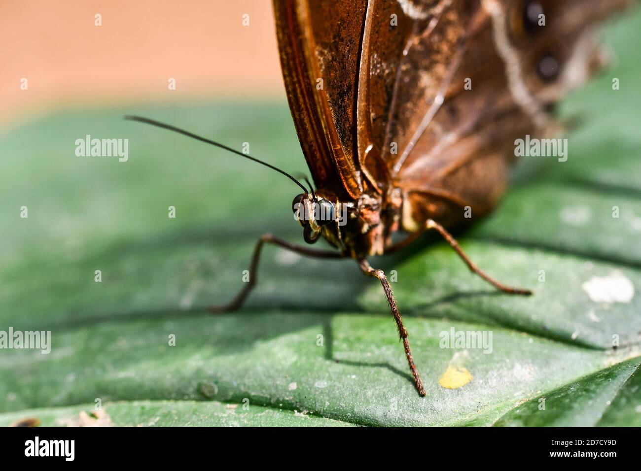 Schmetterling auf Blatt, in Arenal Vulkan Bereich in costa rica zentralamerika, Schmetterling Hintergrund Stockfoto