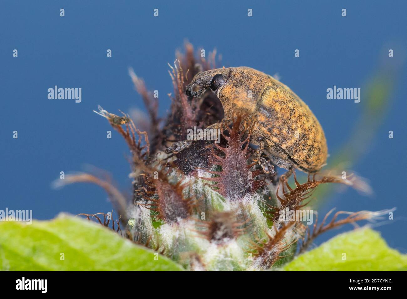 Kurzrüssler Distelrüssler, Kurzrüssler Distelrüssler, Distelrüssler, Distelrüßler, Larinus obtusus, Larinus dissimilis, stumpfe Schwalbenblüte Stockfoto