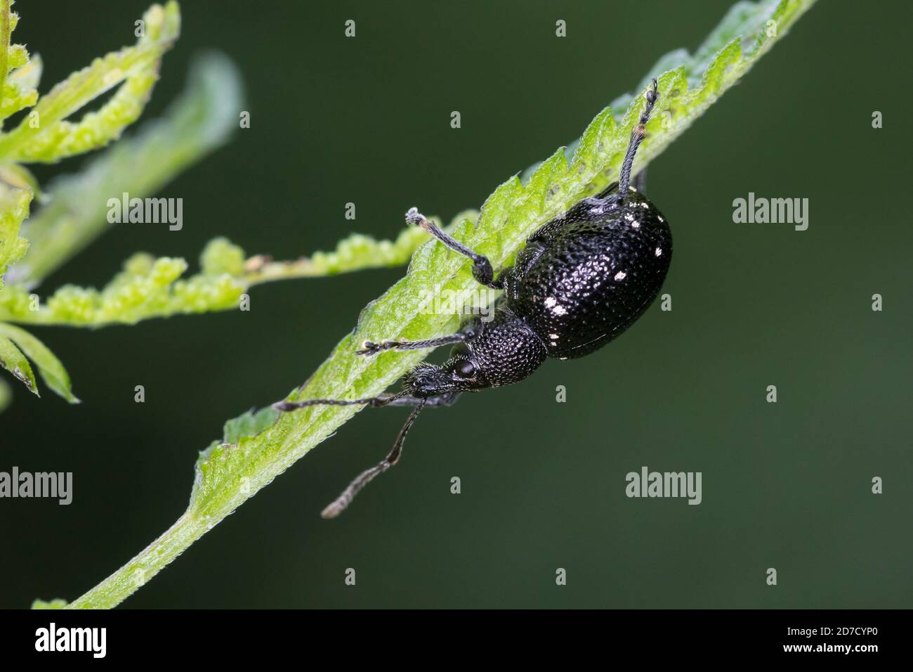 Hellgefleckter Dickmaulrüssler, Perlfleck-Dickmaulrüssler, Perlfleck-Dickmaulrüßler, Dickmaulrüssler, Dickmaulrüßler, Otiorhynchus gemmatus, Lichtfleck Stockfoto