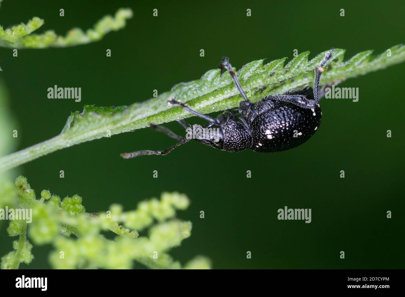 Hellgefleckter Dickmaulrüssler, Perlfleck-Dickmaulrüssler, Perlfleck-Dickmaulrüßler, Dickmaulrüssler, Dickmaulrüßler, Otiorhynchus gemmatus, Lichtfleck Stockfoto