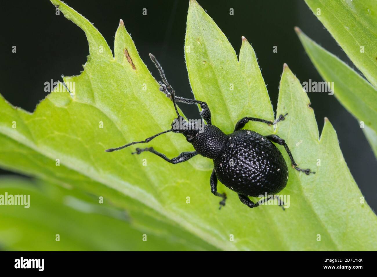 Hellgefleckter Dickmaulrüssler, Perlfleck-Dickmaulrüssler, Perlfleck-Dickmaulrüßler, Dickmaulrüssler, Dickmaulrüßler, Otiorhynchus gemmatus, Lichtfleck Stockfoto