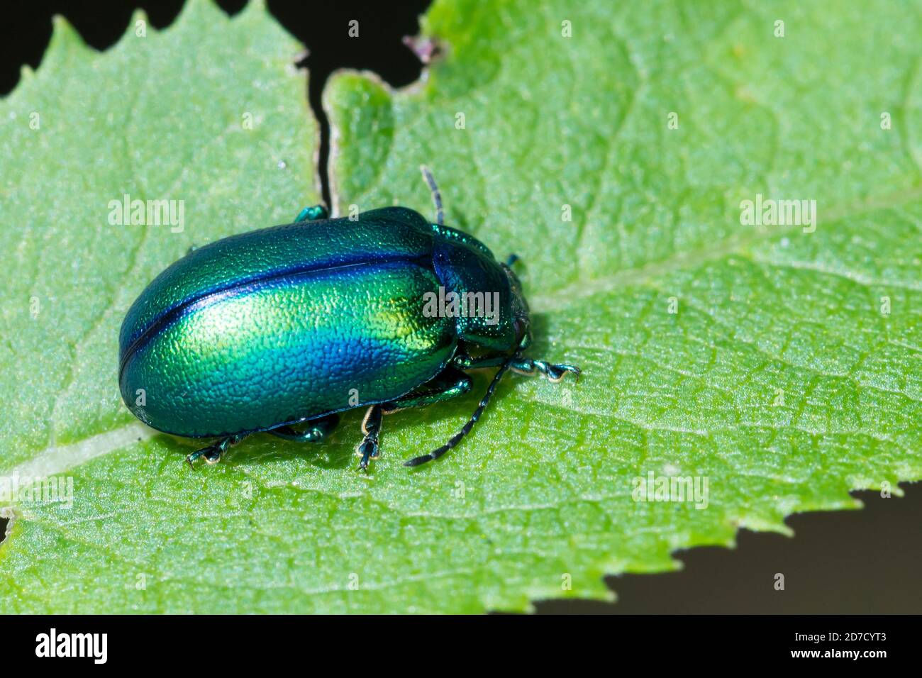 Blattkäfer, Oreina spec., Blattkäfer, Chrysomelidae, Blattkäfer Stockfoto