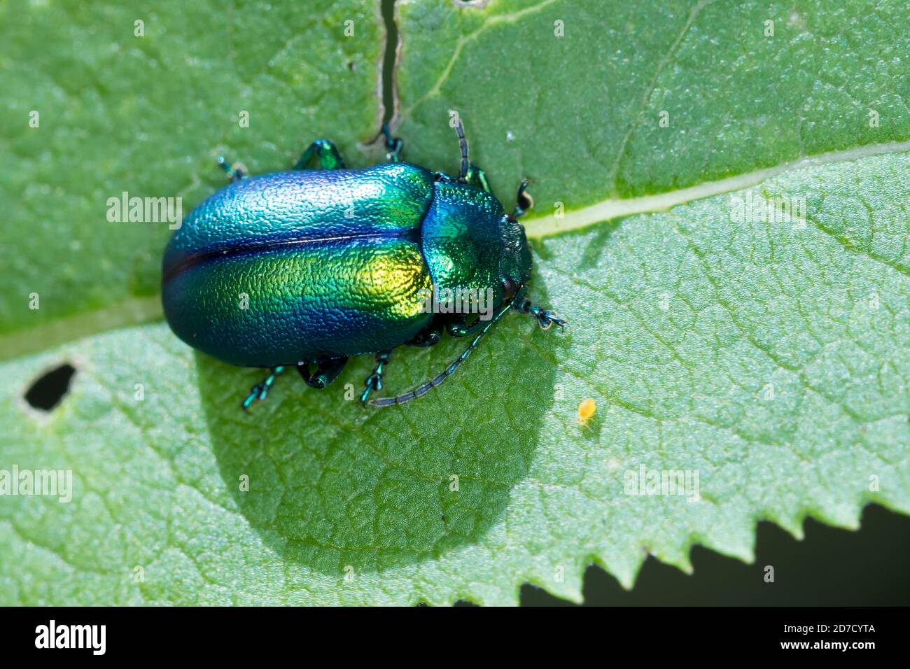 Blattkäfer, Oreina spec., Blattkäfer, Chrysomelidae, Blattkäfer Stockfoto