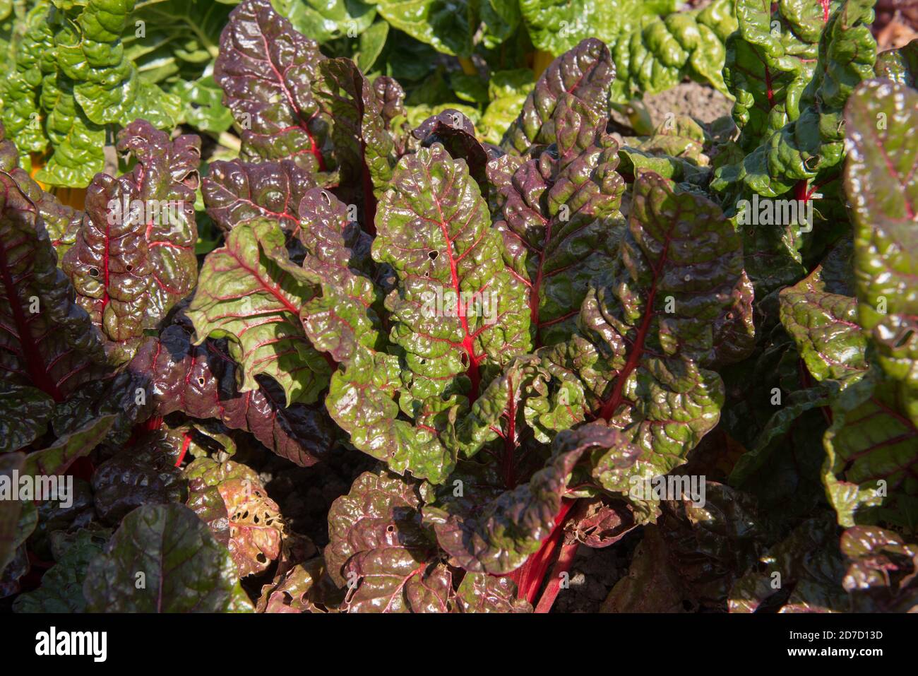 Leuchtend rote Stiele von Home Grown Organic Chard 'Rhubarb' (Beta vulgaris) wächst auf einer Zuteilung in einem Gemüsegarten in Rural Devon, England, Großbritannien Stockfoto