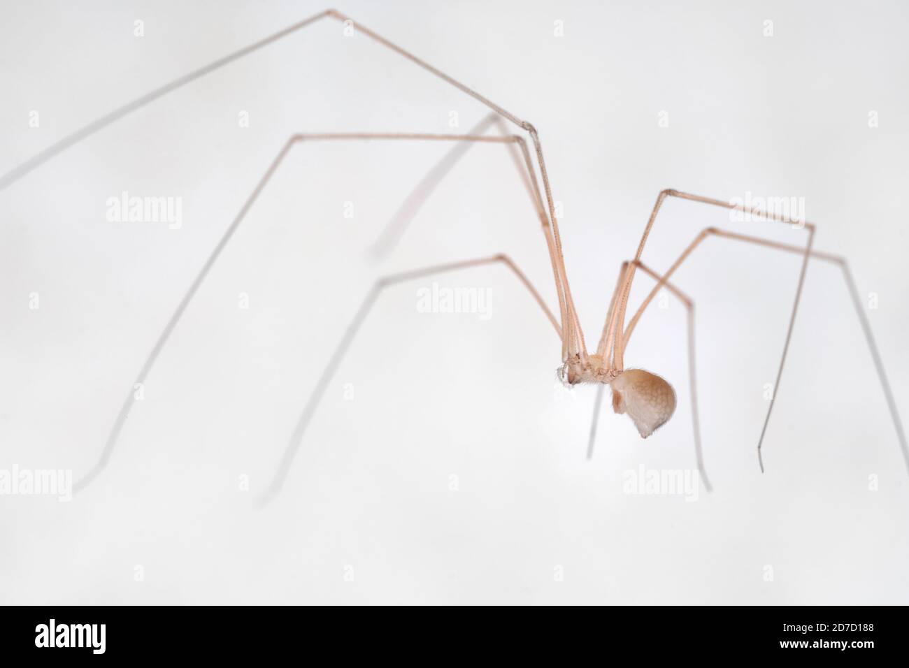 Kellerspinnen auf weißem Hintergrund Stockfoto