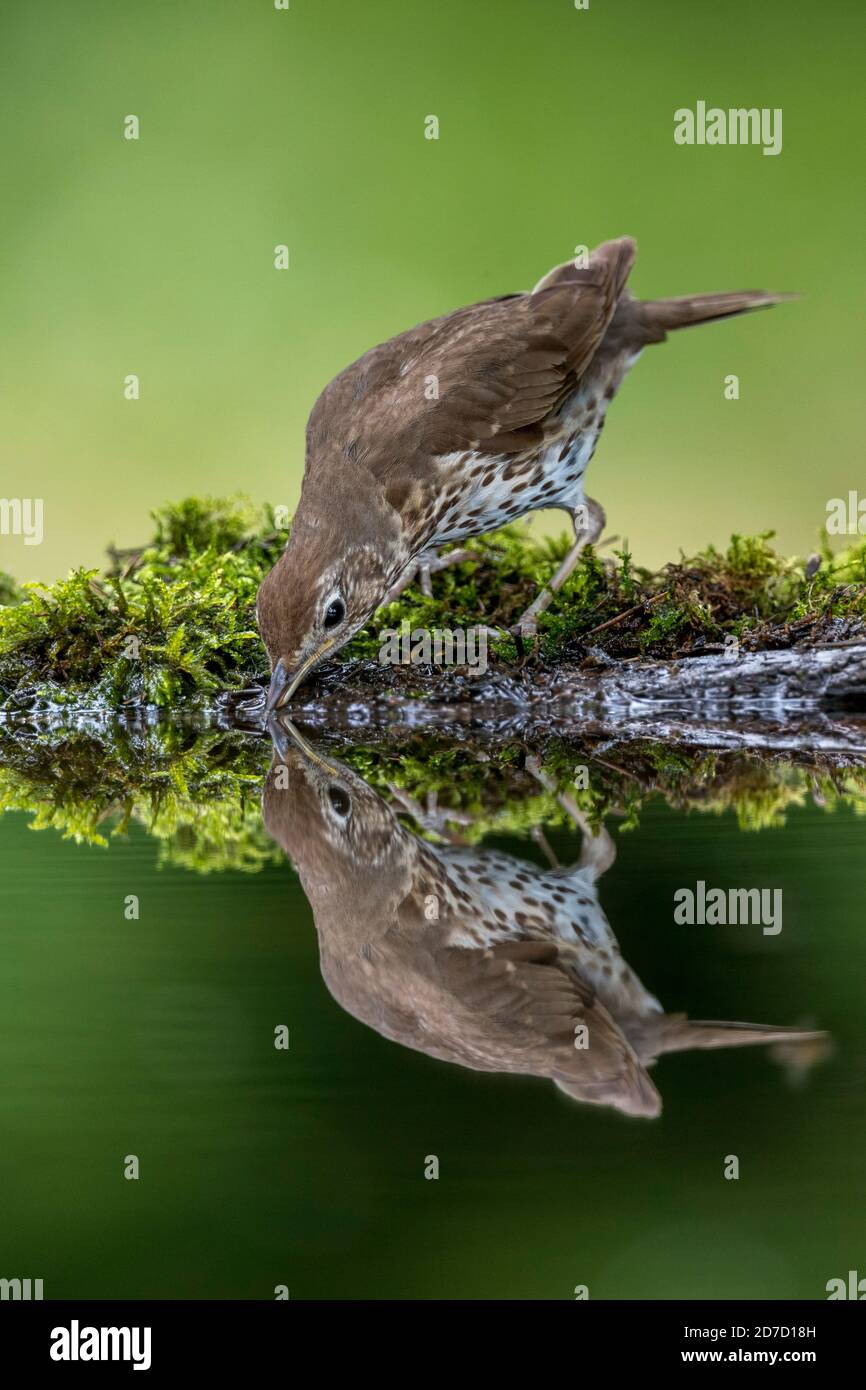 Song Thrush; Turdus philomelos; Trinken; Großbritannien Stockfoto