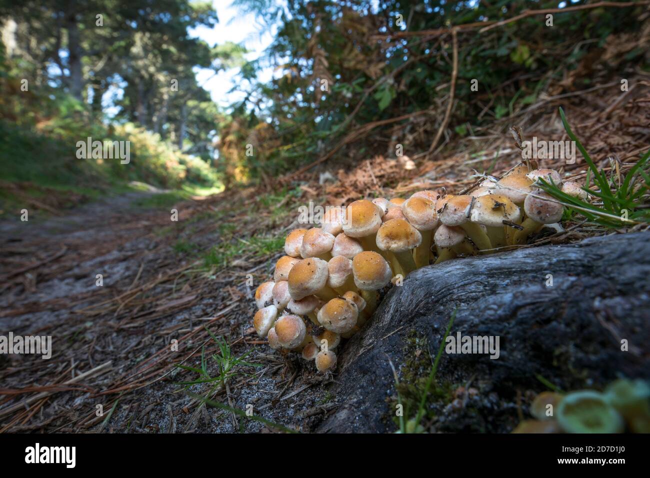 Schwefeltuft-Pilze; Hypholoma fasciculare; Scilly-Inseln; Großbritannien Stockfoto
