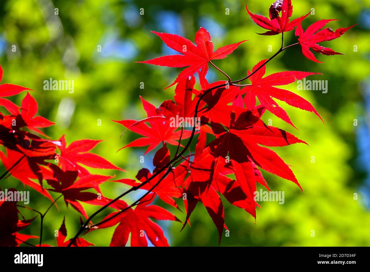Rote Ahornblätter Detail Stockfoto