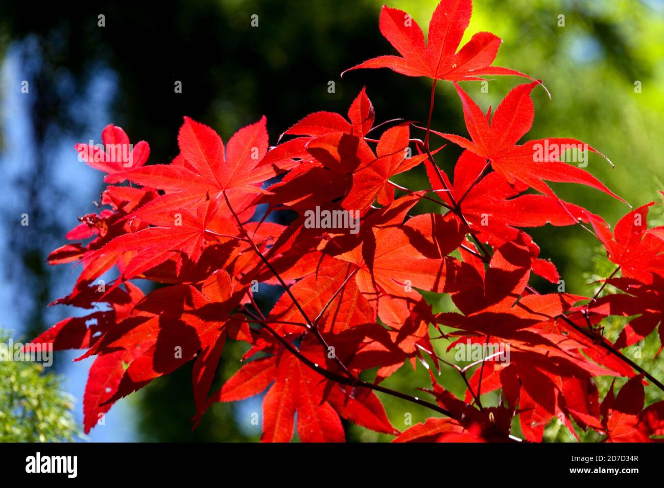 Rot Ahorn Blätter Detail Acer Bloodgood hinterleuchtet Stockfoto