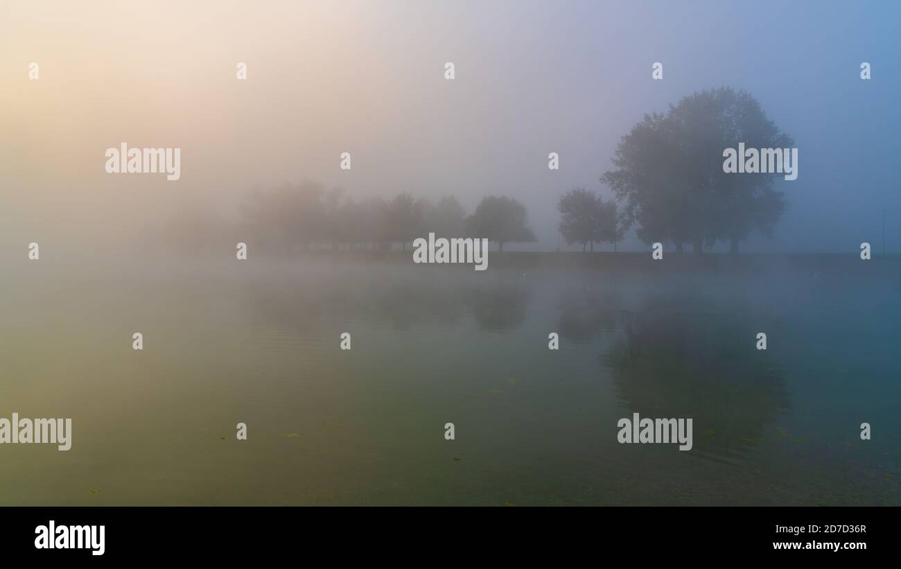 Baum am See im Nebel Stockfoto