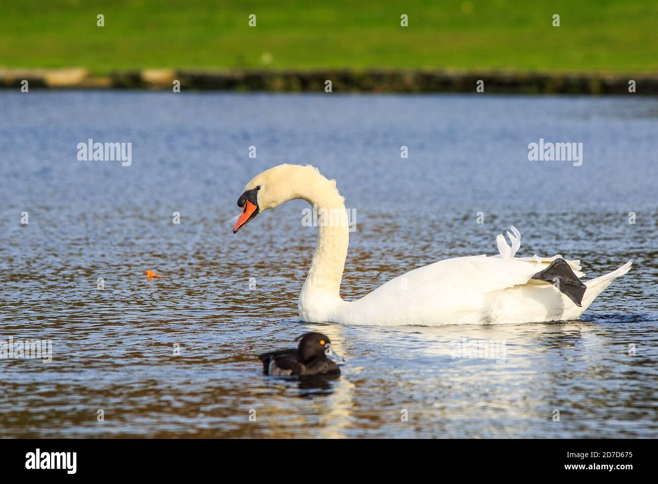 Männlicher Mute Swan, der entlang eines Sees gleitet, mit einer ausgefeichten Ente im Vordergrund. Er ruht einen seiner Webfüße auf dem Rücken Stockfoto