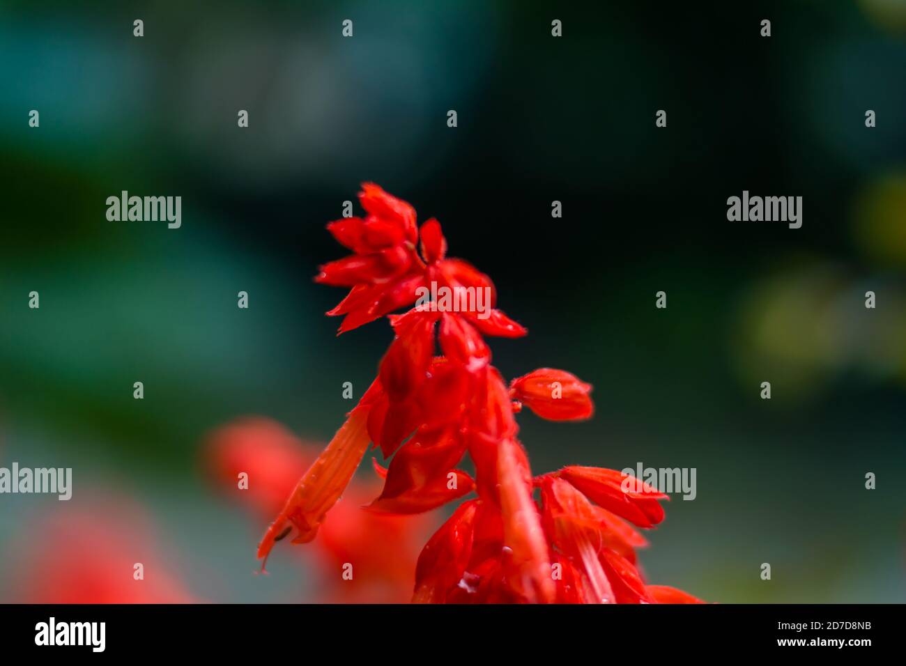Lobelia flowers -Fotos und -Bildmaterial in hoher Auflösung – Alamy