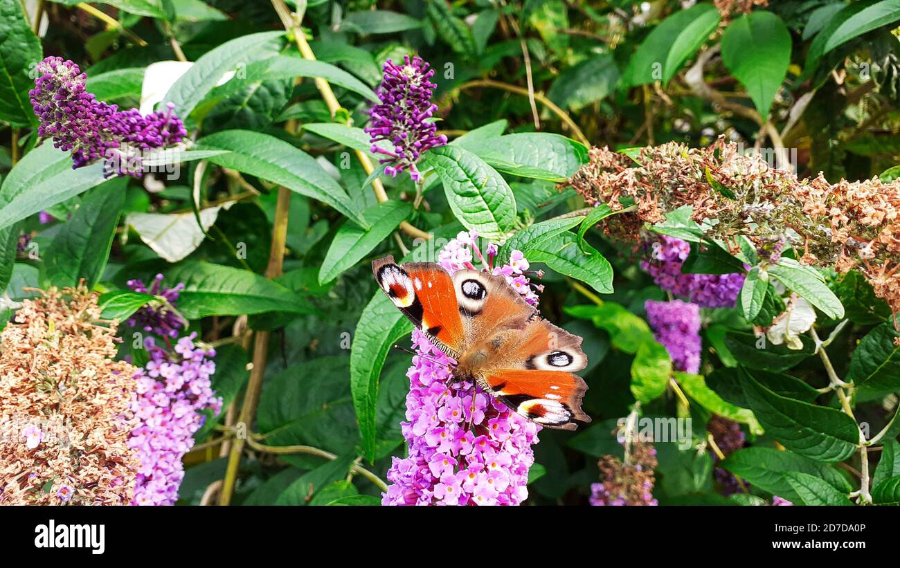 Ein Pfauenfalter, Inachis io auf einem Buddleia-Busch in Ambelside, Großbritannien.der Pfauenfalter, Inachis io Stockfoto