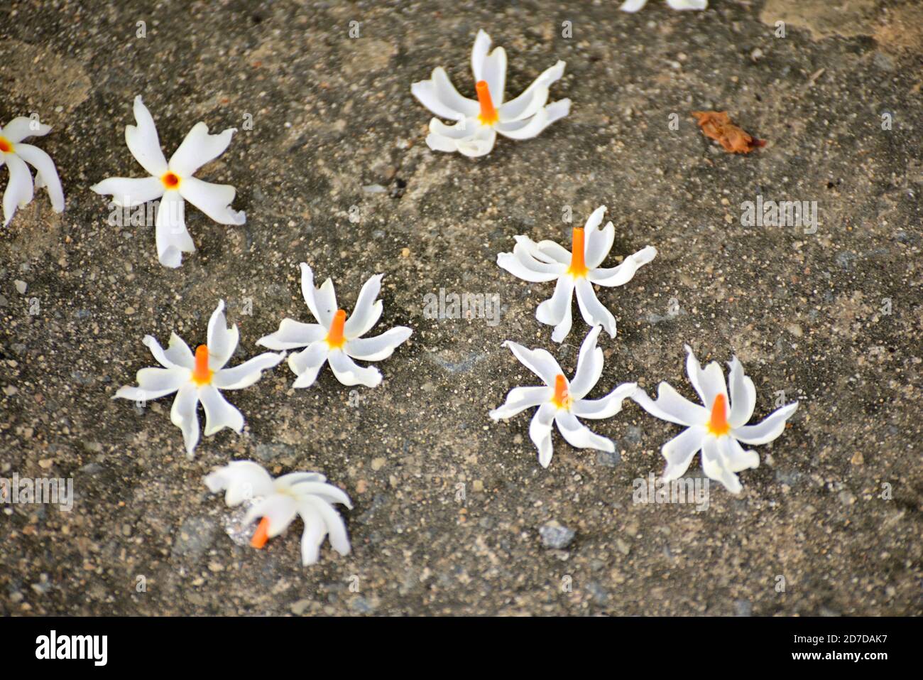 Parijat (Nacht Jasmin) Blume auf dem Boden liegt seine genannt Raat Ki Rani in Indien. Die Blume wird in vielen spirituellen Aktivitäten verwendet Stockfoto