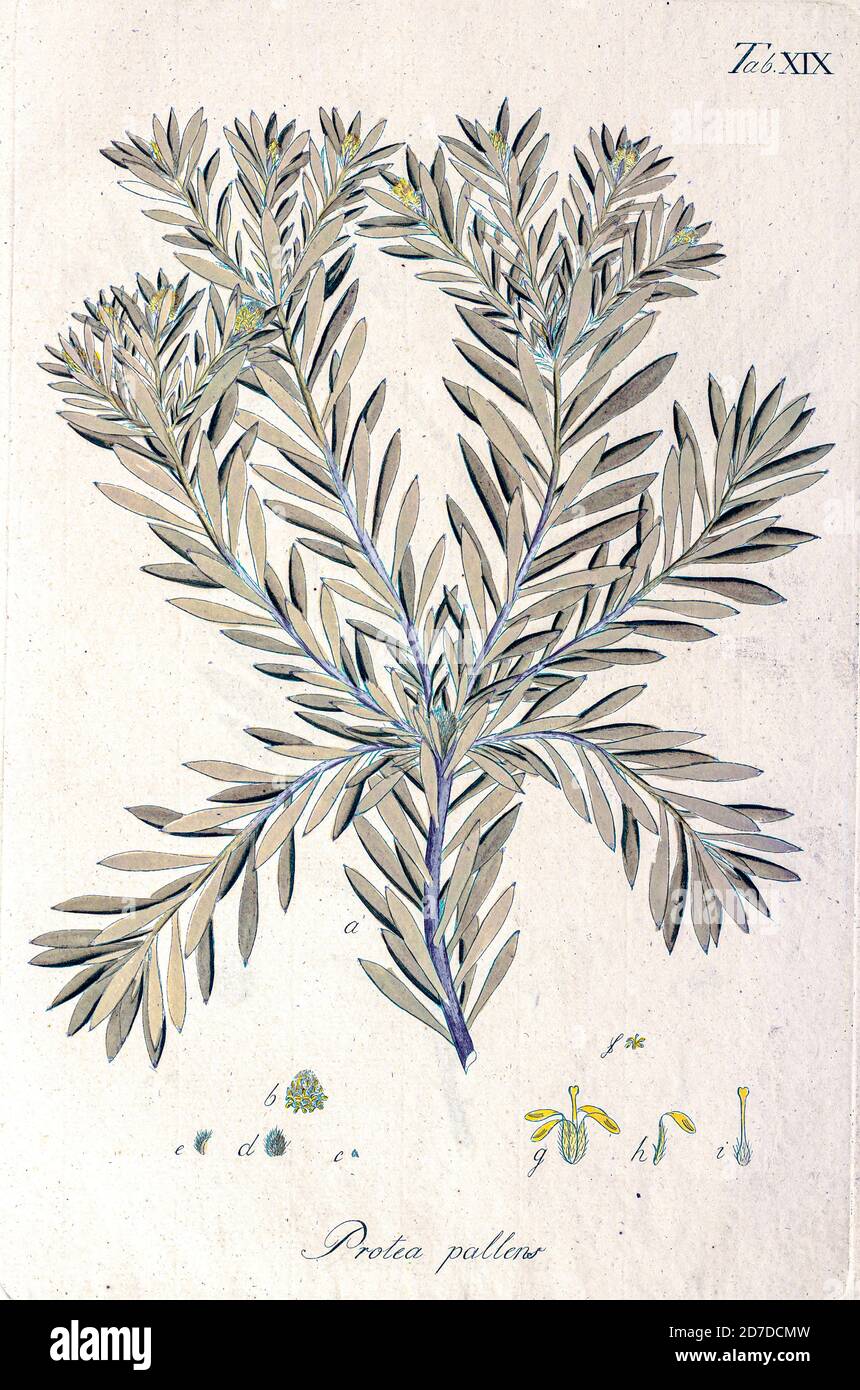 Protea pallens Hortus Herrenhusanus deu Plantae rariores [Seltene Pflanzen] quae in Horto Regio Herrenhusano prope Hannoveram coluntur / Auctore Ioanne Christophoro Wendland. Von Wendland, Johann Christoph. Gedruckt in Hannover im Jahre 1798 Stockfoto