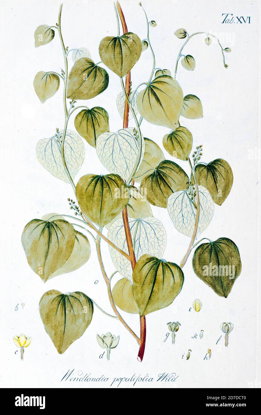 Wendlandia populifolia aus Hortus Herrenhusanus deu Plantae rariores [Seltene Pflanzen] quae in Horto Regio Herrenhusano prope Hannoveram coluntur / Auctore Ioanne Christophoro Wendland. Von Wendland, Johann Christoph. Gedruckt in Hannover im Jahre 1798 Stockfoto