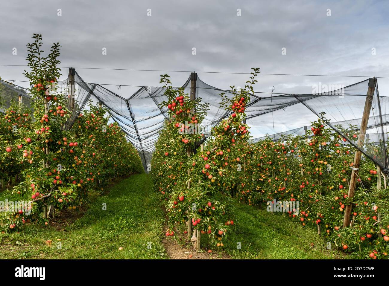 Apfelgarten mit roten, reifen Äpfeln, geschützt durch Hagelnetze, Bodman, Bodensee, Baden-Württemberg, Deutschland Stockfoto