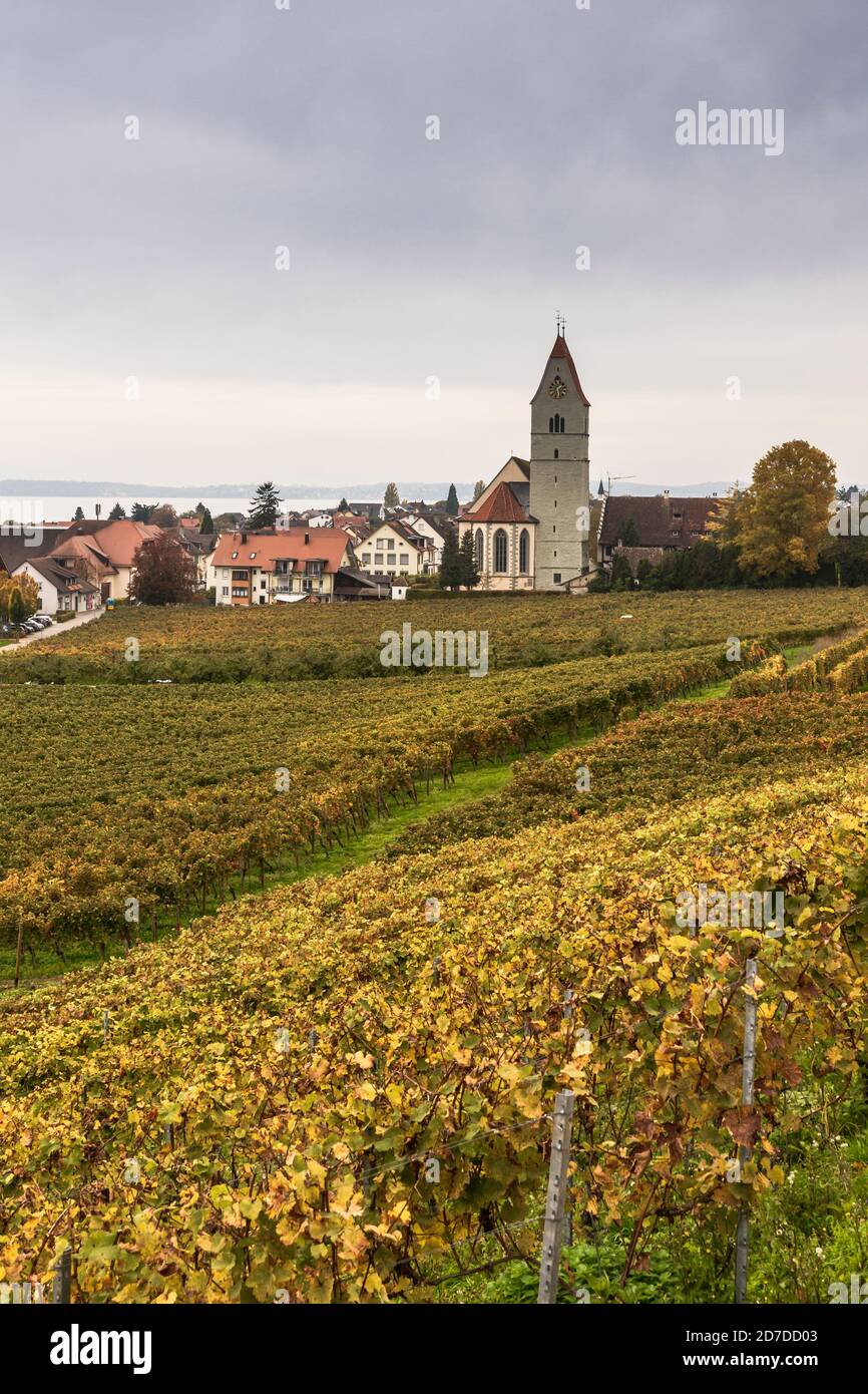 Blick auf das Weindorf Hagnau am Bodensee mit Kirche und Weinberg im Herbst, Baden-Württemberg, Deutschland Stockfoto