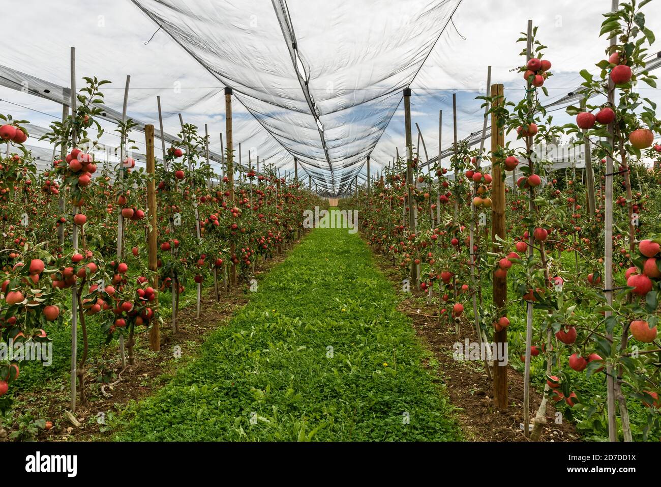 Apfelplantage mit roten, reifen Äpfeln, geschützt durch Hagelnetze, Hagnau am Bodensee, Bodensee, Baden-Württemberg, Deutschland Stockfoto