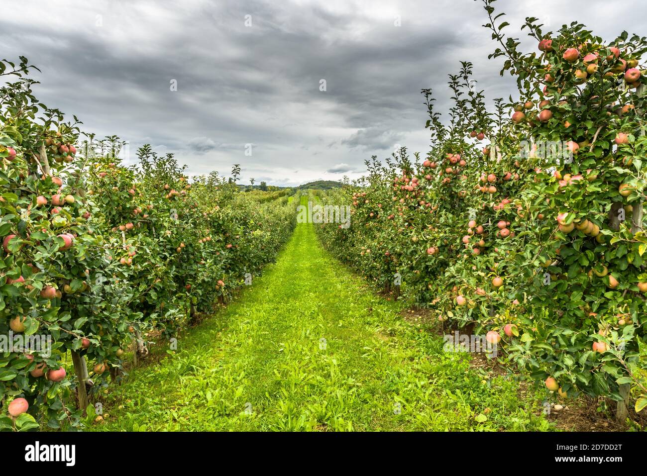 Apfelgarten mit reifen, roten Äpfeln, Hagnau am Bodensee, Bodensee, Baden-Württemberg, Deutschland Stockfoto