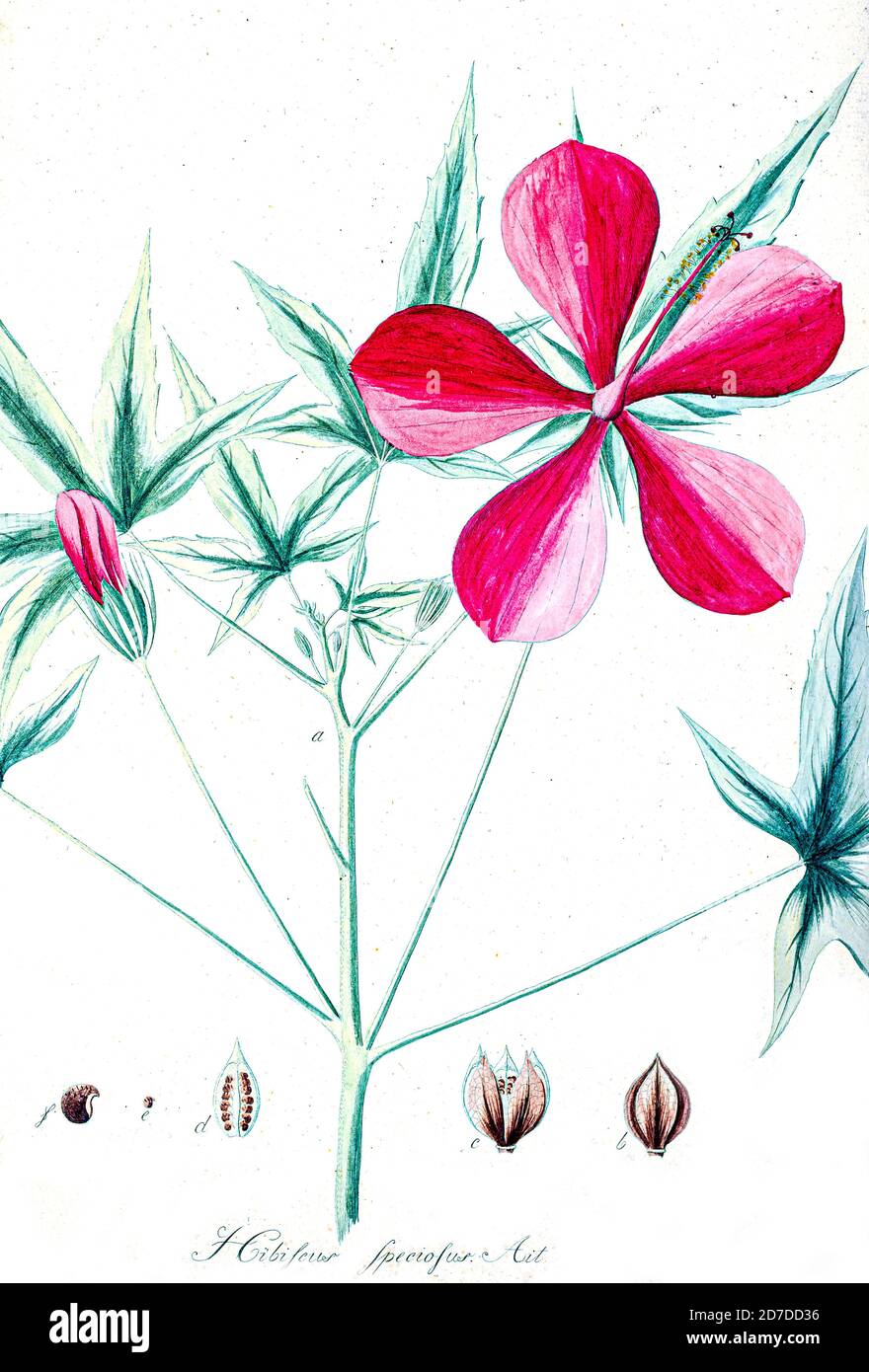 Hibiscus speciosus Ait aus Hortus Herrenhusanus deu Plantae rariores [Seltene Pflanzen] quae in Horto Regio Herrenhusano prope Hannoveram coluntur / Auctore Ioanne Christophoro Wendland. Von Wendland, Johann Christoph. Gedruckt in Hannover im Jahre 1798 Stockfoto