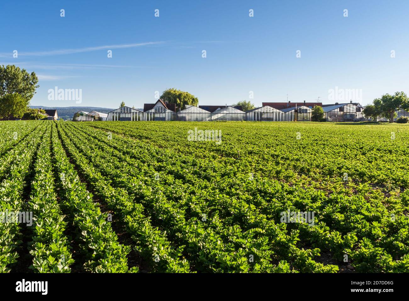 Gemüsefeld und Gewächshäuser, Insel Reichenau, Niederzell, Baden-Württemberg, Deutschland Stockfoto