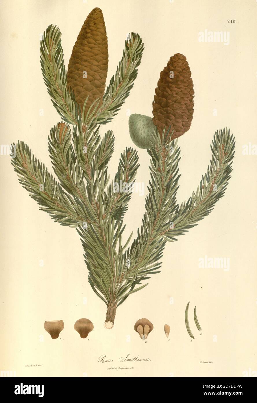 Picea smithiana [syn Pinus smithiana] ist eine immergrüne Baumart in der Familie der Pinaceae Es wird durch die gemeinsamen Namen Morinda Fichte und West Himalaya Fichte bezeichnet, Und ist eine Fichte aus dem westlichen Himalaya und angrenzenden Bergen, von Nordost-Afghanistan, Nord-Pakistan, Indien bis Zentral-Nepal. Aus Plantae Asiaticae rariores, oder, Beschreibungen und Abbildungen einer ausgewählten Anzahl von unveröffentlichten ostindischen Pflanzen Band III von N. Wallich. Nathaniel Wolff Wallich FRS FRSE (28. Januar 1786 – 28. April 1854) war ein Chirurg und Botaniker dänischer Herkunft, der in Indien arbeitete, initia Stockfoto