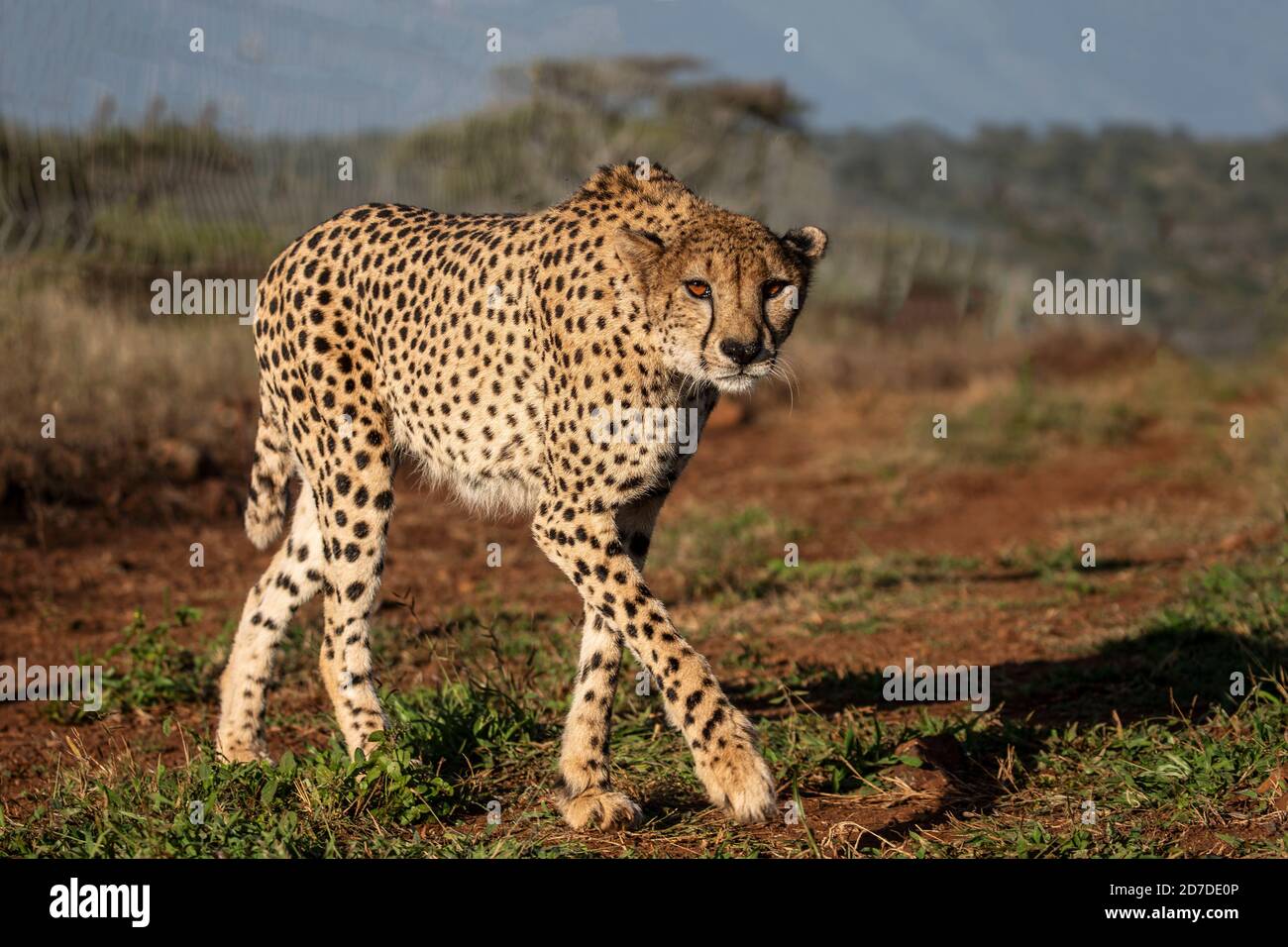 Nahaufnahme eines Geparden Acinonyx jubatus, der langsam und prowling Heimlich auf die Kamera auf einem privaten Wildreservat in Südafrika Stockfoto
