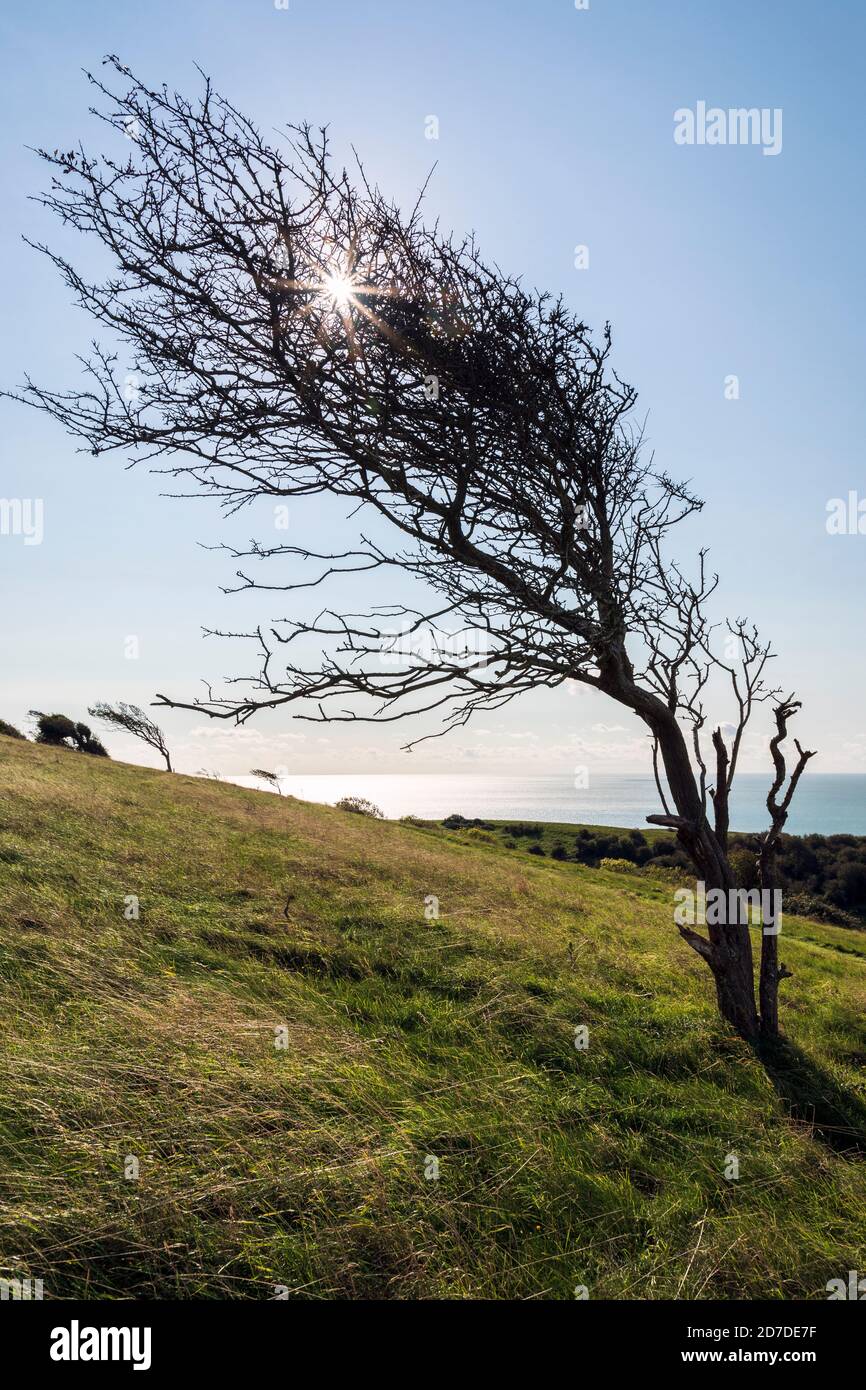 Ein windgeblasener Weißdornbaum auf Bembridge Down, Isle of Wight Stockfoto