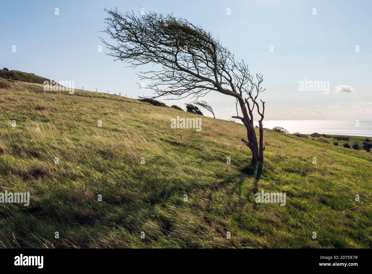 Ein windgeblasener Weißdornbaum auf Bembridge Down, Isle of Wight Stockfoto