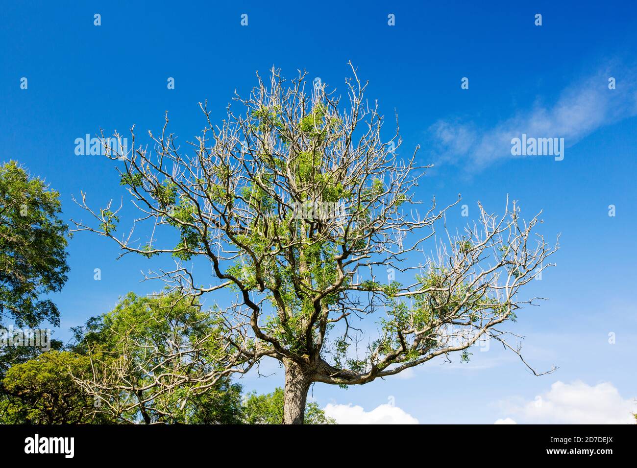 Ein Aschenbaum, der von Aschendieb, einer virulenten Krankheit, über Faizor in den Yorkshire Dales, Großbritannien, ertränkt ist. Stockfoto