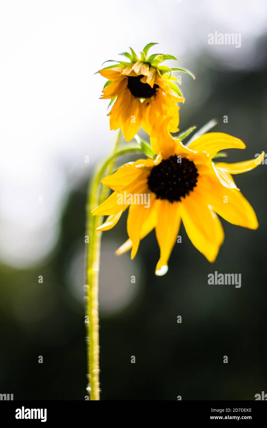 Blume der Sonnenblume, Nahaufnahme. Samen und Öl. Stockfoto