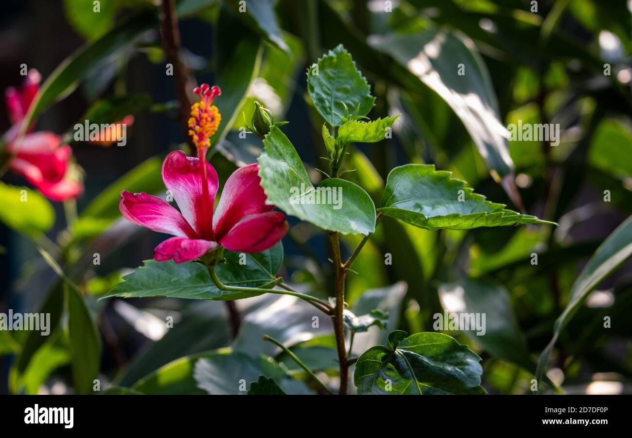 Hawaiischer roter hibiskus Fotos und Bildmaterial in hoher Auflösung