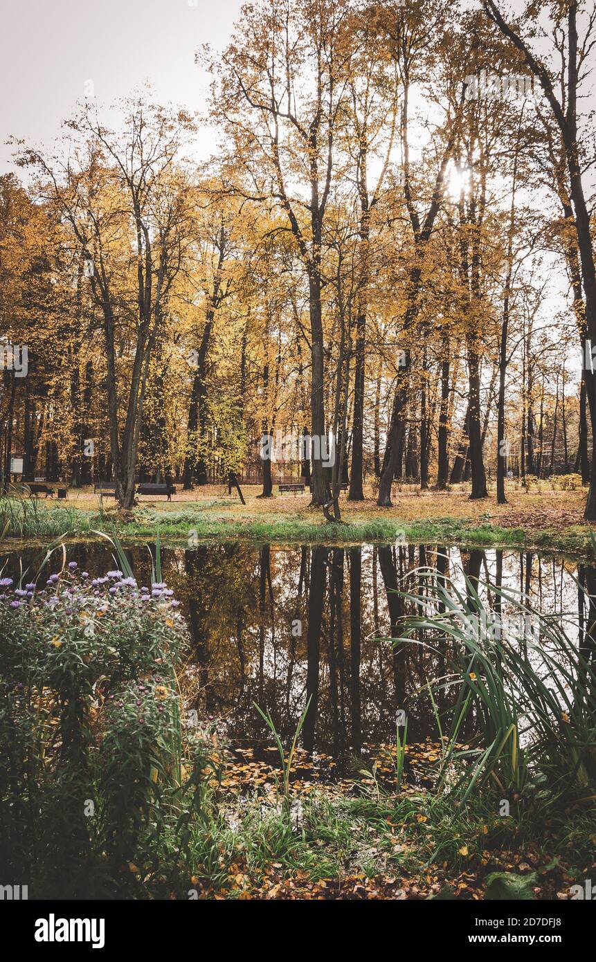 Herbstlandschaft mit ruhigem See und gelben Bäumen im Park Während des oktobervormittags Stockfoto